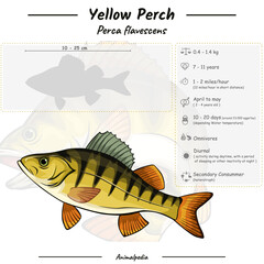 Yellow Perch Fish infographic © 54 Design