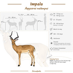 Diagram showing parts of a Impala. infographic about Impala