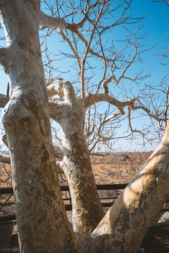 powerful tree by morning