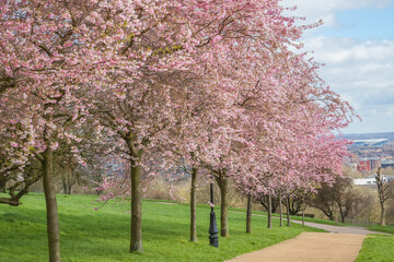 Cherry blossoms at Alexandra Park in London, England