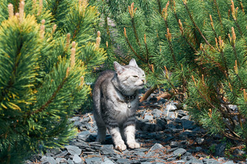 A gray domestic cat sniffs pine needles. Photo wallpaper with a cute cat