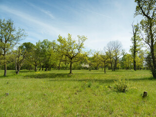 Totengrien-Naturschutzgebiet bei Istein Nördlich von Efringen-Kirchen. Halbtrockenrasen mit verschiedenen Orchideen arten, Steppen-Wolfsmilch und einmalige Vegetation
