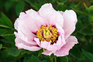 Macro photography of a peony