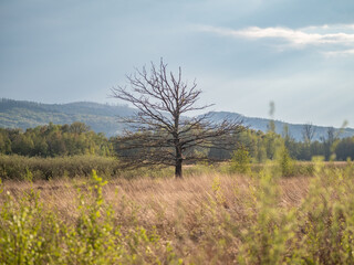 Bog  Grosses Torfmoor in Germany.