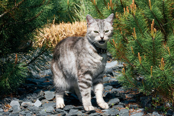 portrait of a gray cat with green eyes, among pine needles. Desktop wallpapers with a cat