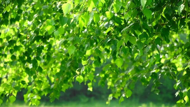 Beautiful natural green sunshine bokeh background. Blurry fresh summer foliage of maple trees in backlight of sunset cozy shining sun with sunflares and sunbeams. Real time full hd video footage.
