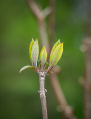 green leaves in the sunlight