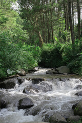 a river flowing in a forest filled with stones