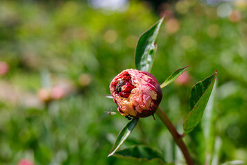 Macro photography of a peony