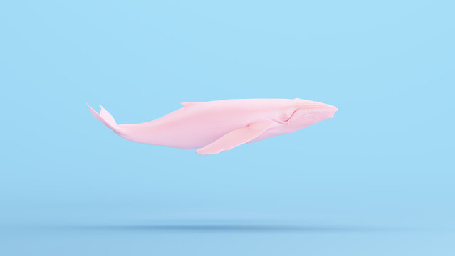 Pink Whale Large Humpback Whale Gen Z Blue Kitsch Background 3d illustration render digital rendering