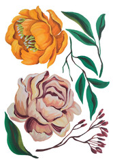 watercolor flower elements clip art hand draw