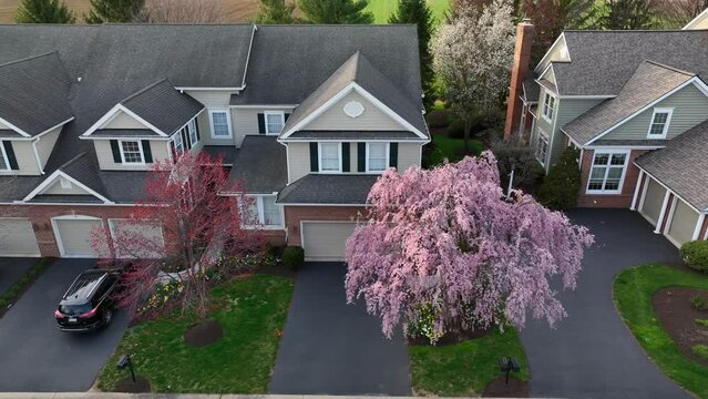 Suburban neighborhood of duplex homes. Aerial shot of cherry blossom tree in front of house.