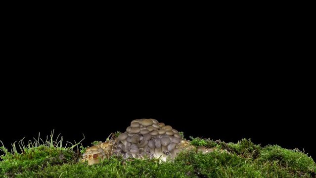 Sprouting Oyster Mushroom Time Lapse fall. Fungus shirataki on isolated black background autumn accelerated time-lapse