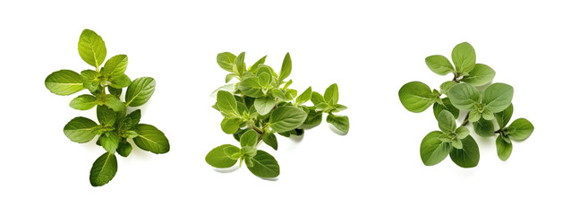 A fragrant green Oregano bunch stands out against a clean white backdrop, created by Generative AI