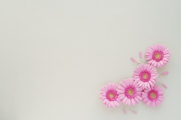 Minimalist feminine floral background with pink gerbera flowers, space for text or product presentation, beauty, summer, Woman day, Mothers day concept.