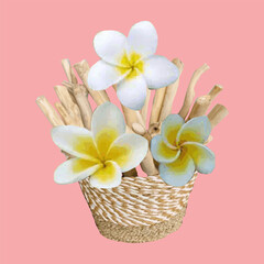 Obraz na płótnie Canvas Vector illustration of frangipani flower in a wicker basket of natural material