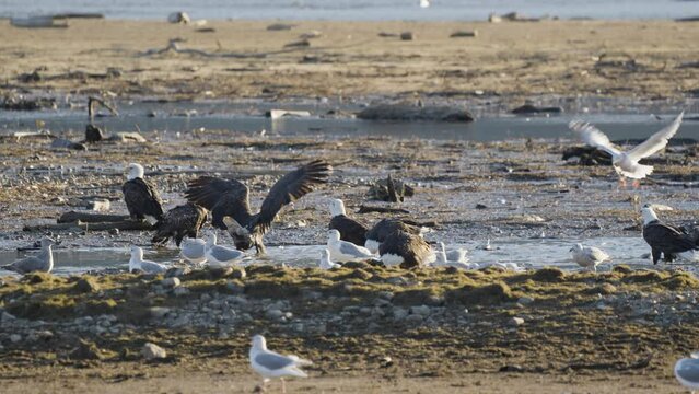 Aerie of bald eagles in shallow river stream feeding on salmon, Fraser Valley