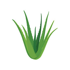 Vector illustration flatlay (top view) of Aloe vera cutting leaves with sliced and gel drops isolated on white background. Aloe vera plant herb nature