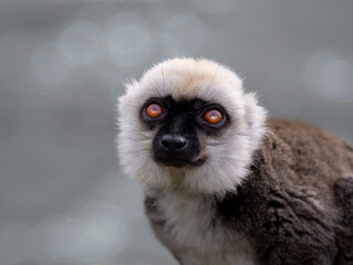 portrait white-headed lemur (eulemur albifrons) on a beautiful blurred background