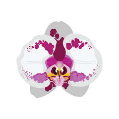 Vector illustration of orchid flower. Beautiful tropical flower in pot. Phalaenopsis orichidae line art outline coloring