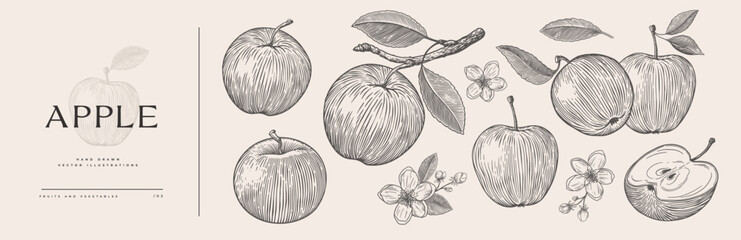 Set of hand-drawn apples and flowers in engraving style. Dessert fruits sliced and whole. Design element for markets, shops, cafes, restaurants, and packaging. Vintage botanical illustration.