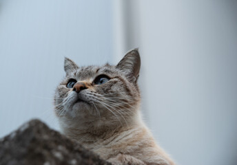 Obraz premium 見つめる猫