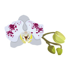 Vector illustration of orchid flower. Beautiful tropical flower in pot. Phalaenopsis orichidae line art outline coloring