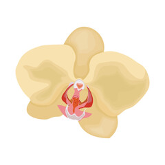Vector illustration of orchid flower. Beautiful tropical flower in pot. Phalaenopsis orichidae line art outline coloring