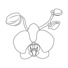 Vector illustration of orchid flower. Beautiful tropical flower in pot. Phalaenopsis orichidae line art outline coloring