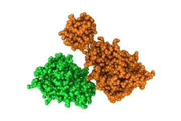 Human recombinant Gla-domainless prothrombin mutant. Space-filling molecular model. Rendering with differently colored protein chains based on protein data bank entry 4hzh. 3d illustration