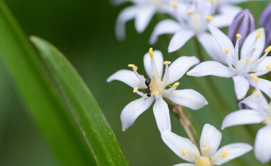 Fototapeta premium 白い花の上の蟻