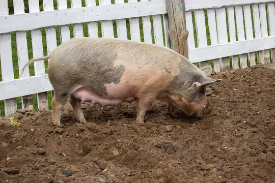 The pig digs the ground with it's nose.