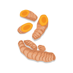 Vector illustration of fresh turmeric. Yellow spices turmeric whole, slices, powder and green leaf. Herb plant