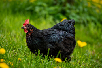 Marans hen in a spring meadow