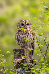 Tawny Owl in Woodland