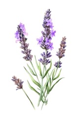 Fototapeta premium Watercolor illustration of lavender flowers on white background. Generative AI.