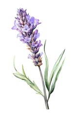Watercolor illustration of a lavender flower on white background. Generative AI.