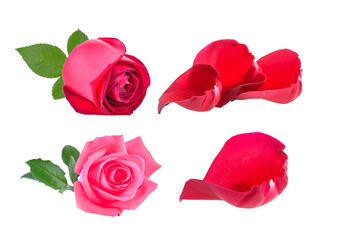 red and pink rose with leaf on transparent png
