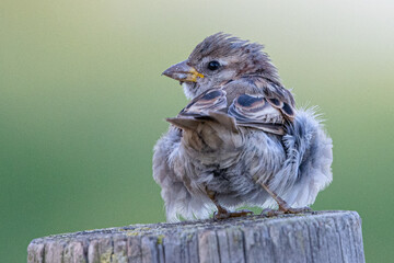 house sparrow, (Passer domesticus), most abundant small birds, common in aiguamolls emporda girona...