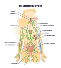 Fototapeta na wymiar Immune system medical organs for human body protection outline diagram. Labeled educational scheme with inner defense and tonsils, adenoids, thymus, intestine and spleen location vector illustration.