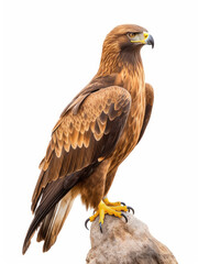 Fototapeta premium Photo of a golden eagle isolated on a white background