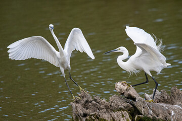 The little egret (Egretta garzetta) is a species of small heron common in aiguamolls emporda girona spain