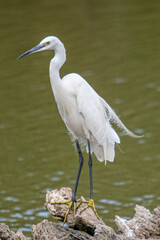 The little egret (Egretta garzetta) is a species of small heron common in aiguamolls emporda girona spain