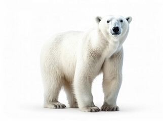 Photo polar bear isolated on a white background