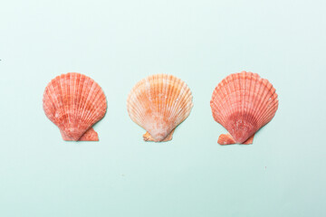 Fototapeta premium Sea shells on color background, top view