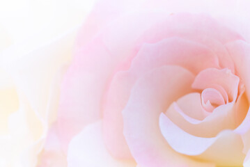 クローズアップされたピンク色のバラ