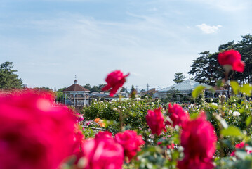 Fototapeta na wymiar 赤いバラの咲く敷島公園バラ園