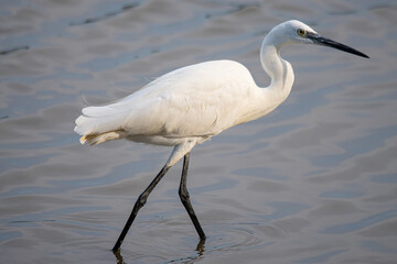 The little egret (Egretta garzetta) is a species of small heron common in aiguamolls emporda girona spain