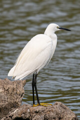The little egret (Egretta garzetta) is a species of small heron common in aiguamolls emporda girona spain