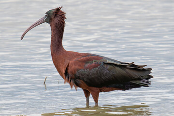 The glossy ibis (Plegadis falcinellus) is a water bird Pelecaniformes and the ibis and spoonbill family Threskiornithidae common in aiguamolls emporda mediterranean girona spain